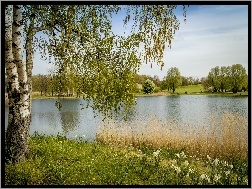 Brzoza, Park Britzer Garten, Berlin, Niemcy, Jezioro
